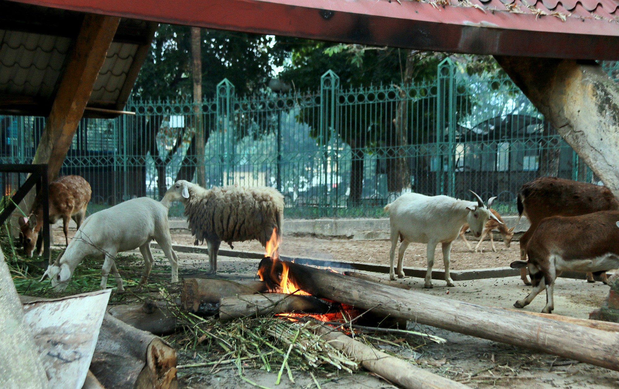 Tin nhanh - Thức đêm đốt củi, bật điều hoà sưởi ấm cho gấu, cho voi (Hình 2).