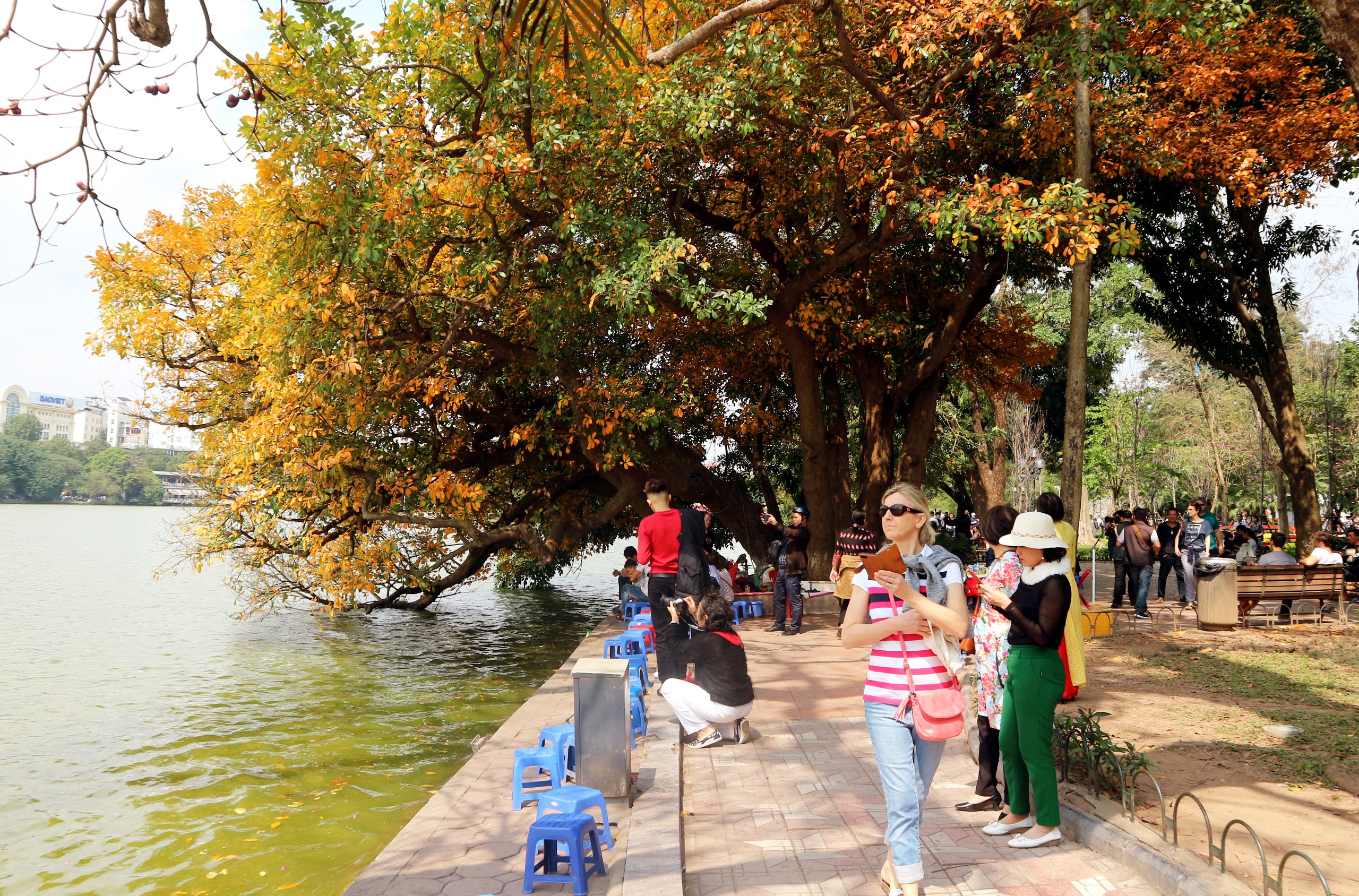 Tin nhanh - Lộc vừng thay lá, Hà Nội đẹp mơ màng (Hình 7).