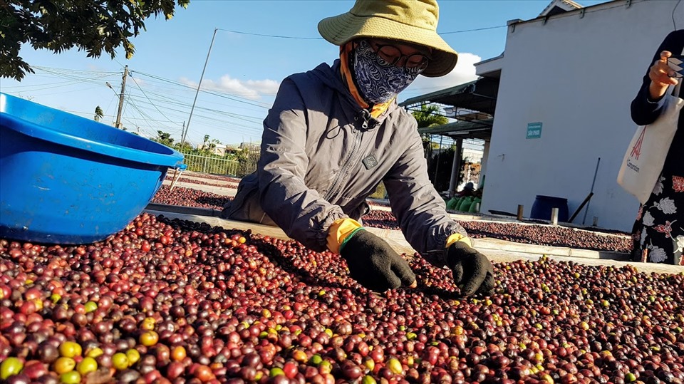 Xu hướng thị trường - Giá tăng liên tục, xuất khẩu cà phê hướng đến mục tiêu kim ngạch 4 tỷ USD năm 2023