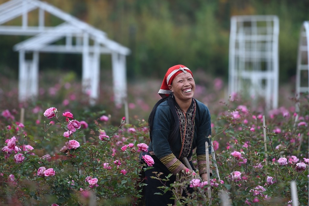 Ngất ngây sắc hồng cổ chân núi Fansipan (Hình 4).