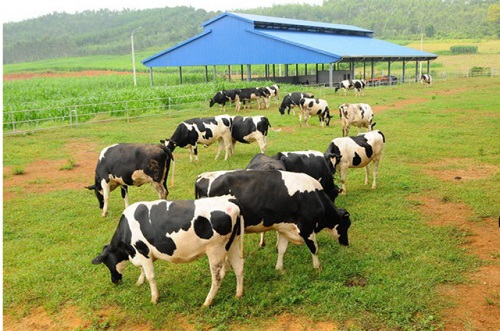Đầu tư - Vinamilk đầu tư mạnh mẽ vào ASEAN, Trung Quốc (Hình 2).