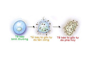 Sức khỏe - BẠN CÓ BIẾT: Khối u bướu hình thành qua những bước nào? (Hình 2).