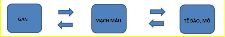 Sức khỏe - Nguyên nhân, biến chứng và cách điều trị máu nhiễm mỡ hiệu quả