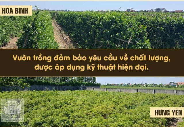 Truyền thông - Bài thuốc Phụ khoa Đỗ Minh Đường: Sự kế thừa và phát triển của truyền nhân đời sau (Kỳ 2) (Hình 4).