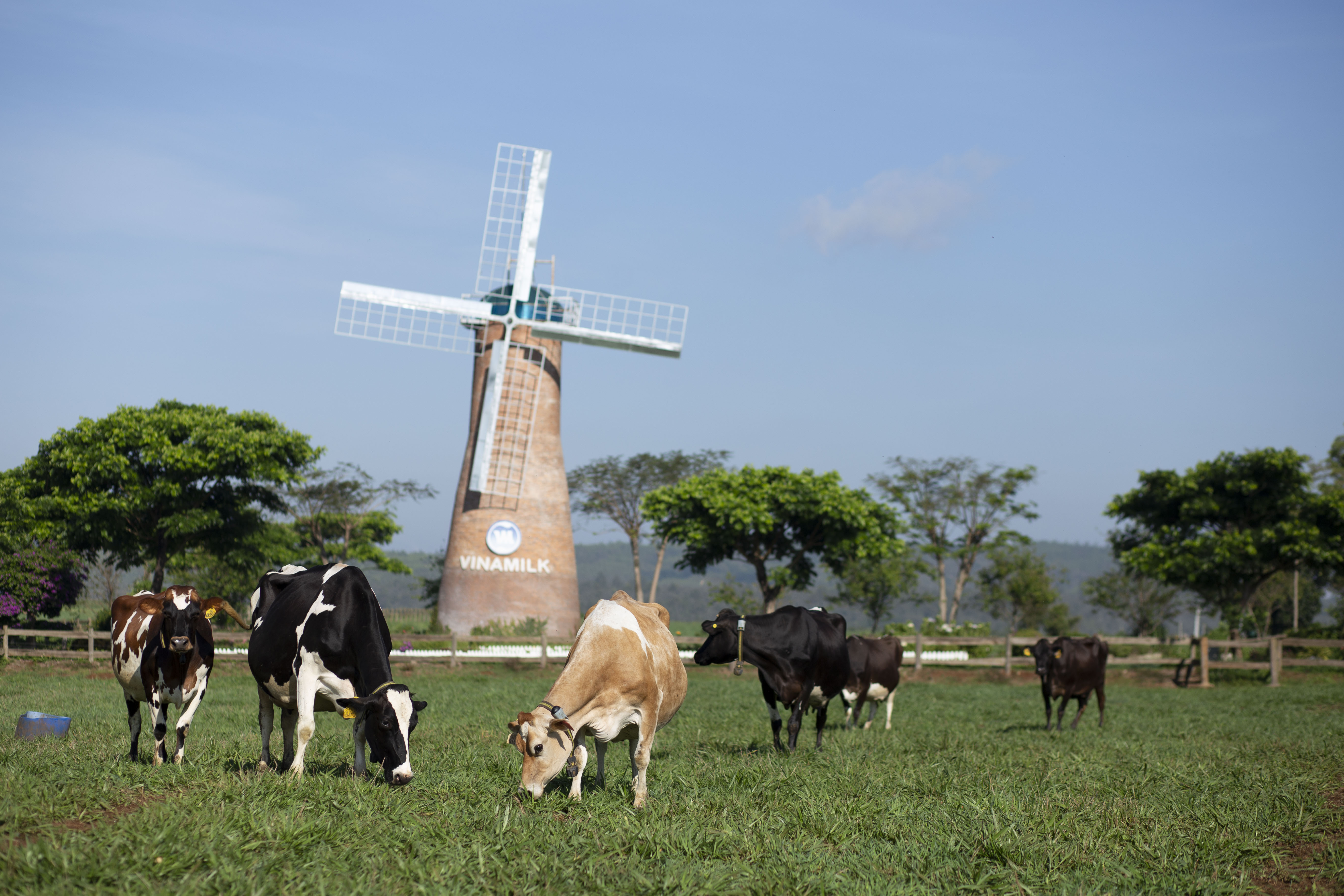 Tiêu dùng & Dư luận - Sữa tươi Organic của Vinamilk dành được cảm tình của người dân Singapore (Hình 5).