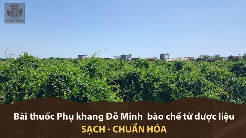 Truyền thông - “Vì sức khỏe của bạn” đài Hà Nội giới thiệu bài thuốc chữa phụ khoa Đỗ Minh Đường (Hình 3).