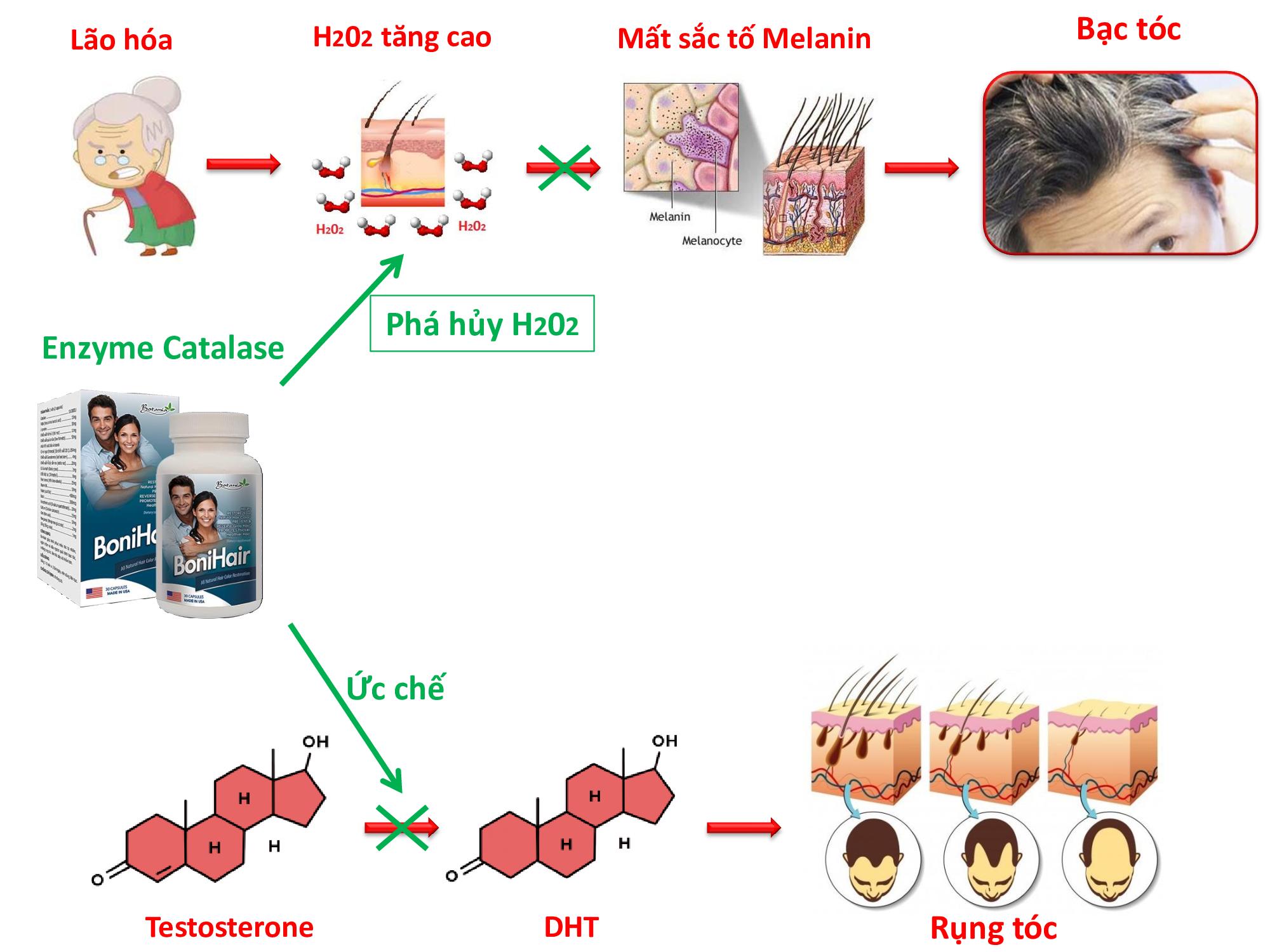 Sức khỏe - BoniHair – Bí quyết cho mái tóc đen dày bất chấp tuổi tác (Hình 4).