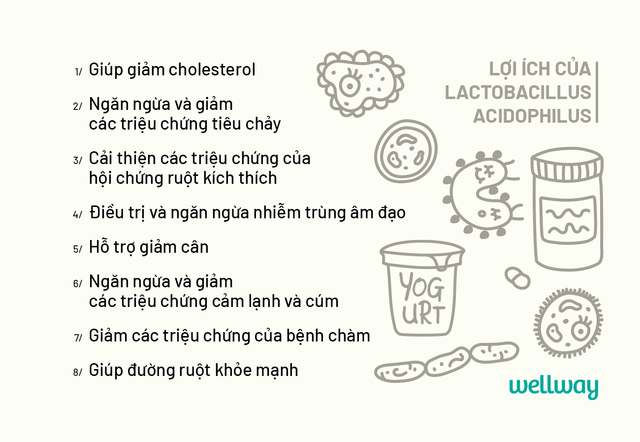 Cần biết - 9 tác dụng không phải ai cũng biết của lợi khuẩn Lactobacillus Acidophilus (Hình 2).