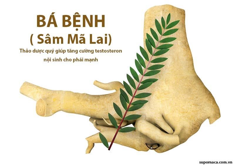 Cần biết - Bộ ba sâm dược quý giúp nam giới vững bản lĩnh, đỉnh phong độ (Hình 3).