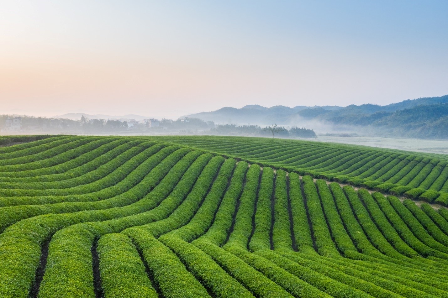 Tiêu dùng & Dư luận - Tập đoàn TH ra mắt bộ sản phẩm Trà tự nhiên TH true TEA (Hình 2).