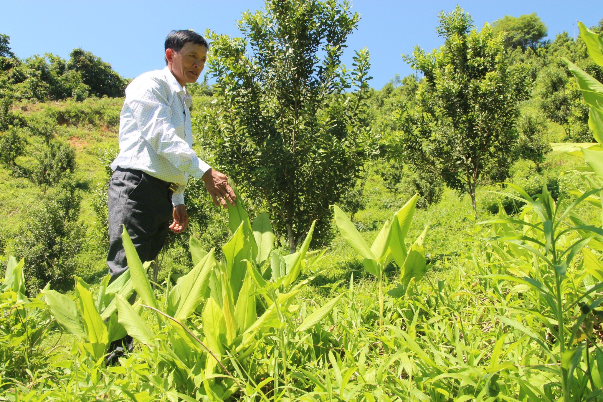 Kinh tế - Đồi mắc ca trù phú mở hướng làm giàu ở miền tây Quảng Ngãi (Hình 2).