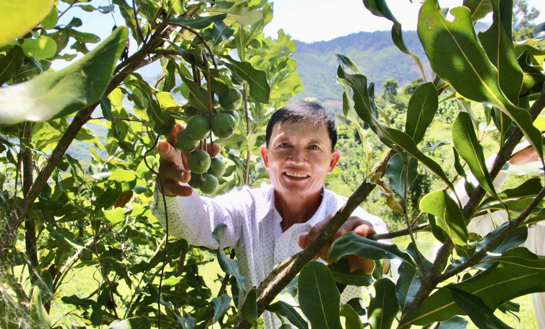 Kinh tế - Đồi mắc ca trù phú mở hướng làm giàu ở miền tây Quảng Ngãi (Hình 4).