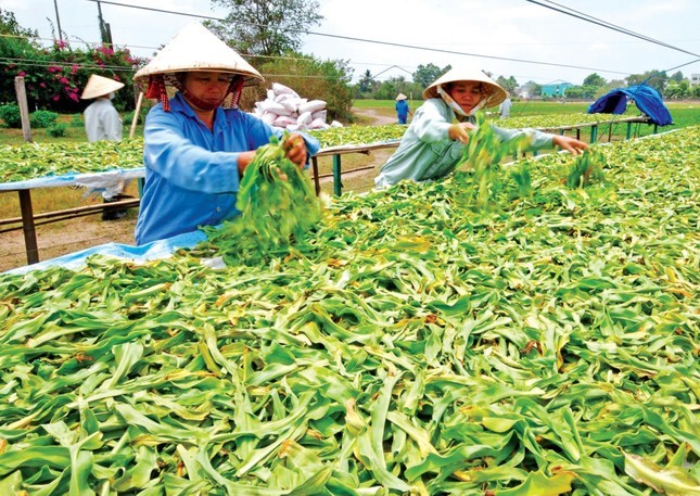 Kinh tế - Minh Phú nỗ lực cán đích Nông thôn mới (Hình 2).