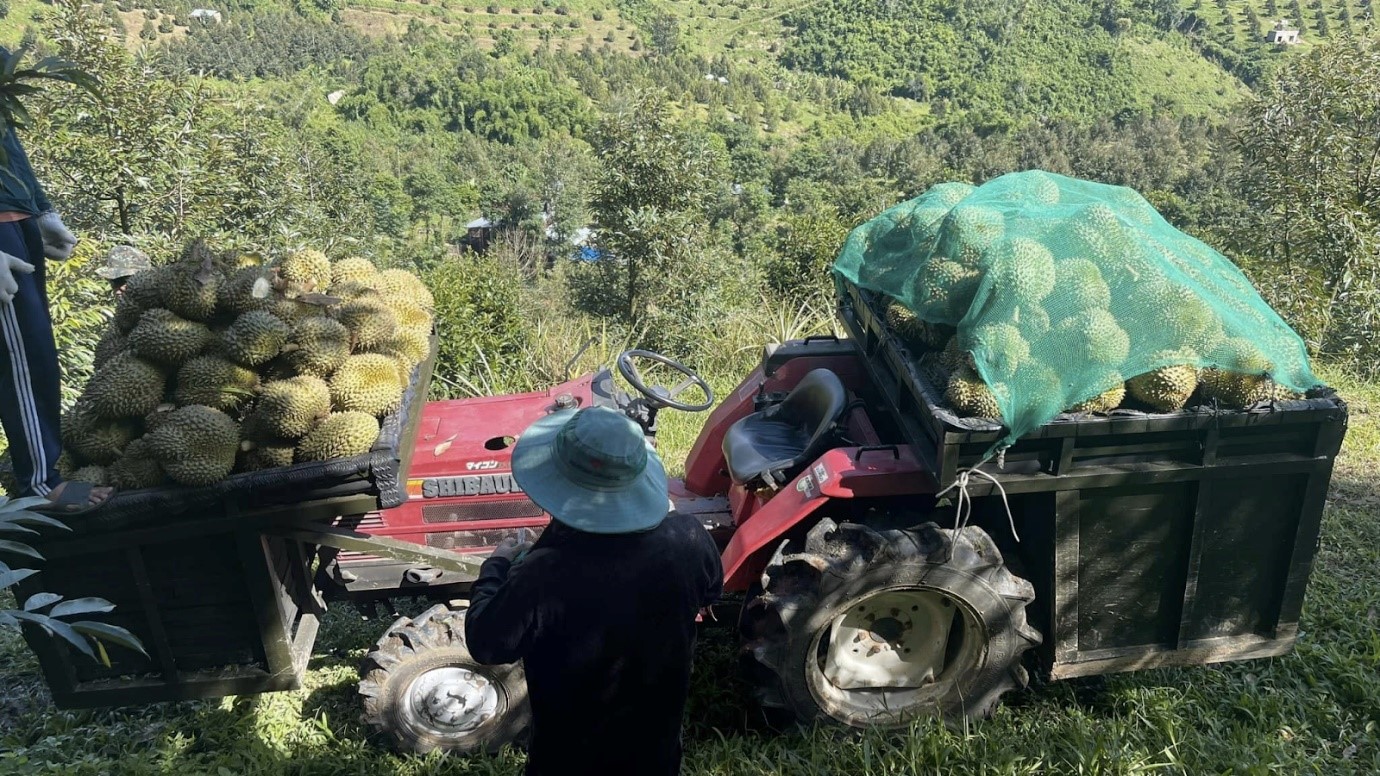 Cần biết - Gặp gỡ doanh nhân đa tài Nguyễn Mẫn - Người “nặng lòng” với cây sầu riêng (Hình 5).