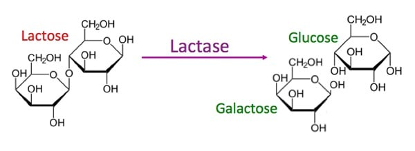 Cần biết - Ứng dụng công nghệ sản xuất sữa Freelactose mới vào sữa Ble’lait Freelactose A2 cho trẻ bất dung nạp đường Lactose (Hình 2).