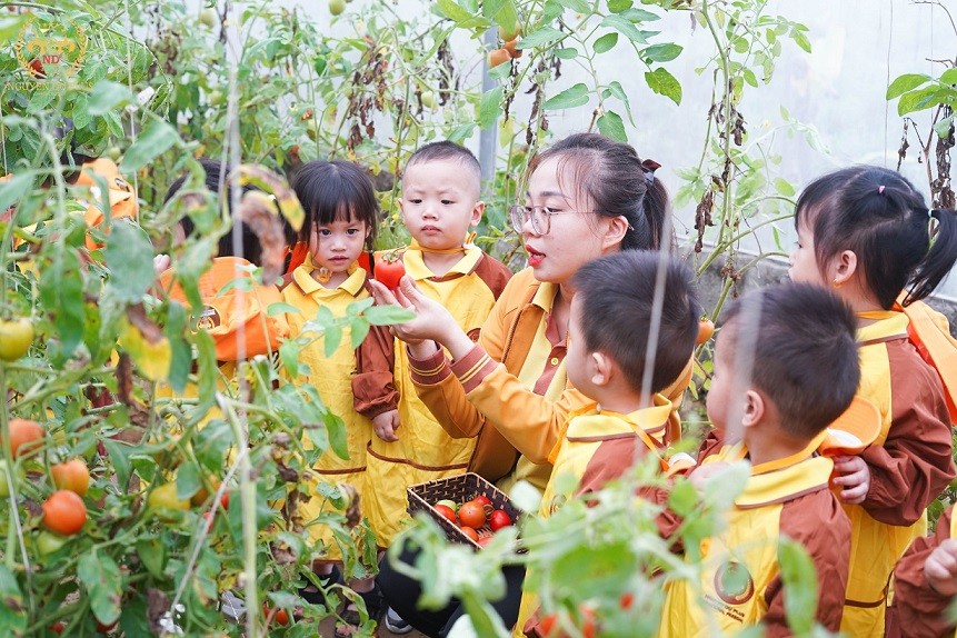 Giáo dục - Môi trường học lý tưởng tại trường mầm non quốc tế Nguyễn Du Plus