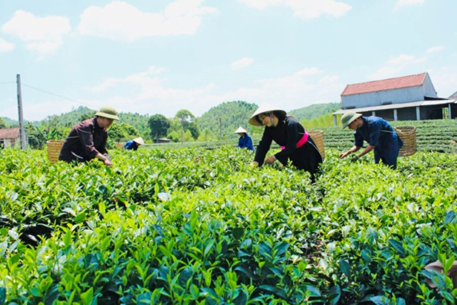 Kinh tế - Bắc Giang: Phát triển du lịch nông thôn gắn với Chương trình OCOP  (Hình 2).