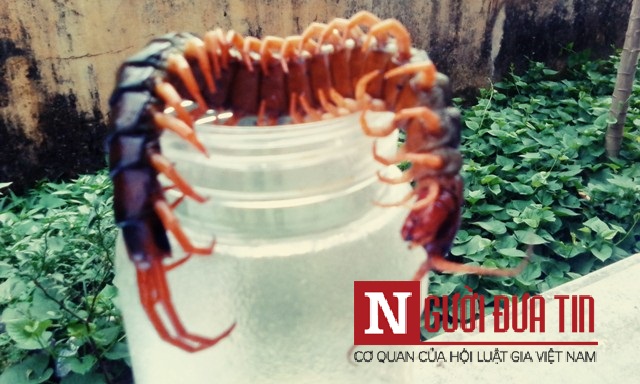 Pháp luật - Bắt con rết khổng lồ dài 25cm bò vào phòng khách