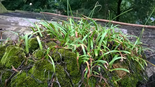 Đời sống - Sự thực b&ugrave;a y&ecirc;u xứ Mường Kỳ 4: Giang hồ cũng d&ugrave;ng b&ugrave;a y&ecirc;u