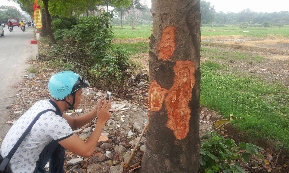 Pháp luật - Công an vào cuộc, xà cừ Hà Nội vẫn bị đẽo gọt ‘bức tử’
