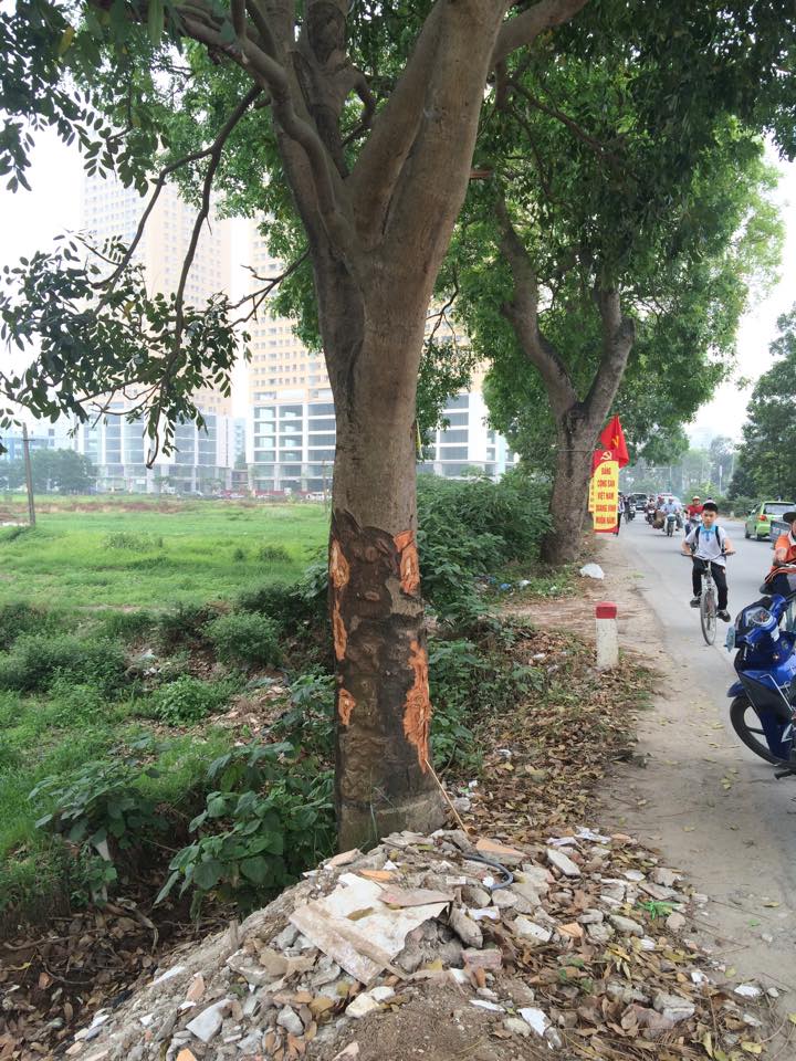 Pháp luật - Công an vào cuộc, xà cừ Hà Nội vẫn bị đẽo gọt ‘bức tử’ (Hình 2).