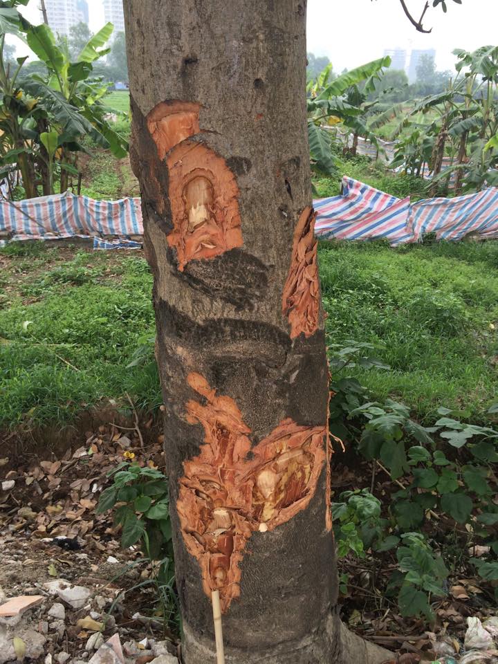 Pháp luật - Công an vào cuộc, xà cừ Hà Nội vẫn bị đẽo gọt ‘bức tử’ (Hình 3).