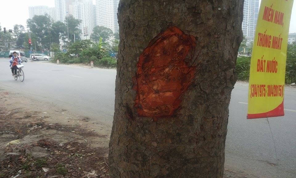 Pháp luật - Công an vào cuộc, xà cừ Hà Nội vẫn bị đẽo gọt ‘bức tử’ (Hình 4).