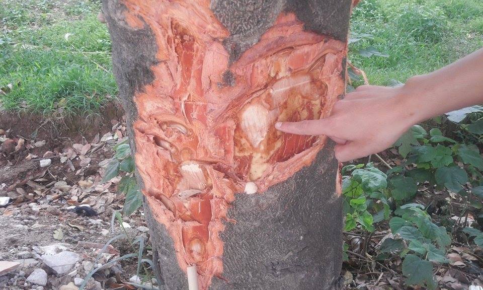 Pháp luật - Công an vào cuộc, xà cừ Hà Nội vẫn bị đẽo gọt ‘bức tử’ (Hình 5).