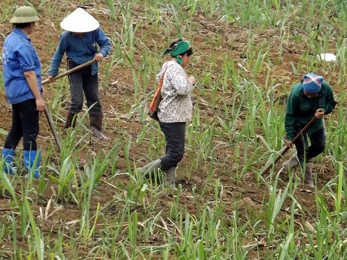 Xã hội - Làng Thanh Niên lập nghiệp, nơi sự sống đang nảy mầm (Hình 2).