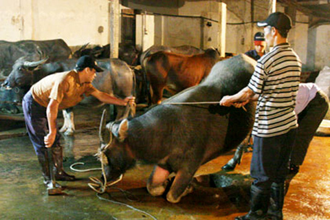 X&atilde; hội - Chuyện r&ugrave;ng rợn quanh lời đồn 'b&aacute;o o&aacute;n' ở l&agrave;ng mổ tr&acirc;u (H&igrave;nh 2).