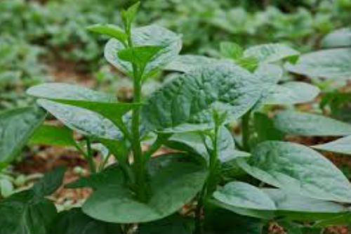 Đời sống - Lợi &iacute;ch bất ngờ từ rau mồng tơi