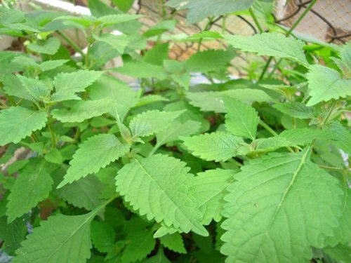 Đời sống - Trị rôm sảy cho bé bằng các loại lá tắm (Hình 2).