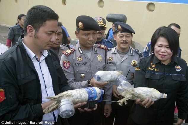 Công nghệ - Indonesia: Hé lộ đường dây buôn lậu vẹt quý hiếm bằng chai nước (Hình 3).