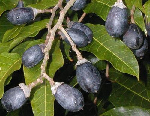 Đời sống - Tuyệt chiêu chữa hóc xương cá không cần gặp bác sĩ (Hình 2).