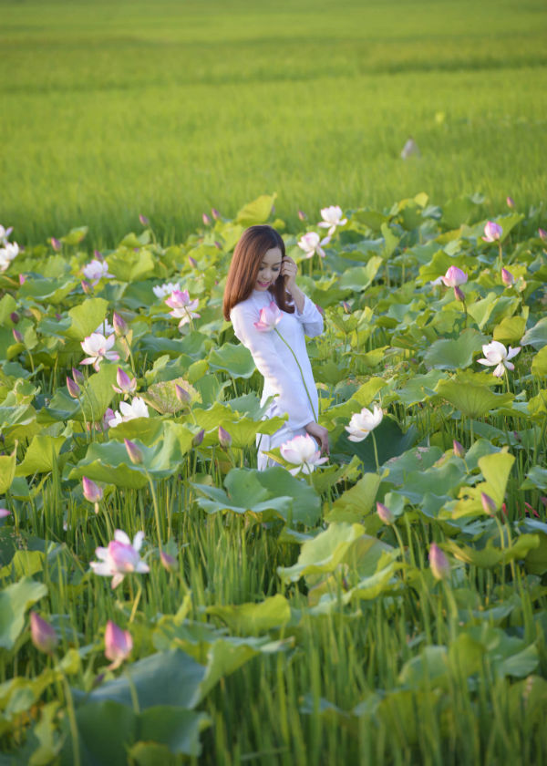 Xã hội - Thiếu nữ 9X ‘e ấp’ bên cánh đồng sen Bắc Ninh (Hình 2).