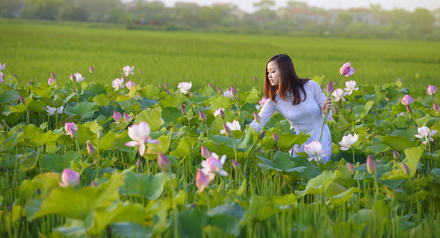 Xã hội - Thiếu nữ 9X ‘e ấp’ bên cánh đồng sen Bắc Ninh (Hình 3).