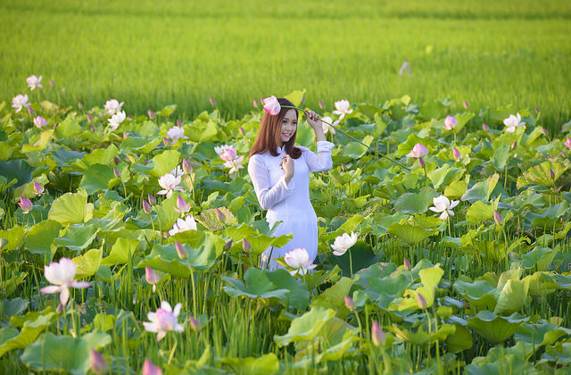 Xã hội - Thiếu nữ 9X ‘e ấp’ bên cánh đồng sen Bắc Ninh (Hình 4).