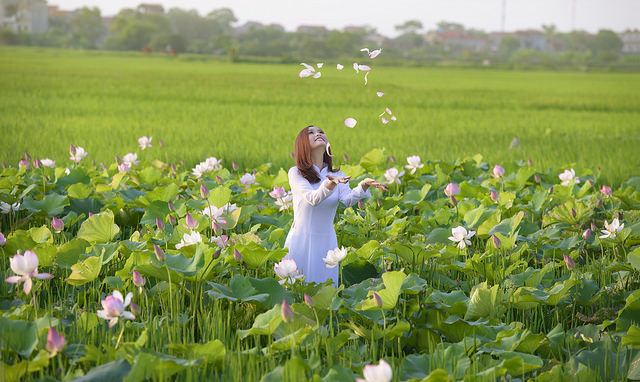 Xã hội - Thiếu nữ 9X ‘e ấp’ bên cánh đồng sen Bắc Ninh (Hình 5).