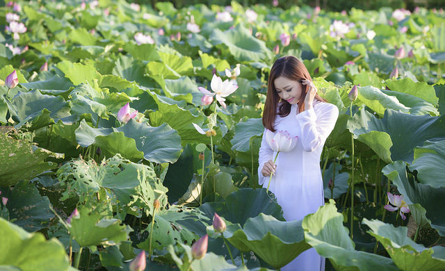 Xã hội - Thiếu nữ 9X ‘e ấp’ bên cánh đồng sen Bắc Ninh (Hình 6).