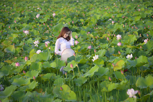 Xã hội - Thiếu nữ 9X ‘e ấp’ bên cánh đồng sen Bắc Ninh (Hình 9).