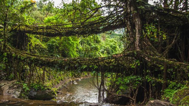 Xã hội - Những cây cầu lớn lên từng ngày tại nơi ướt át nhất thế giới (Hình 3).