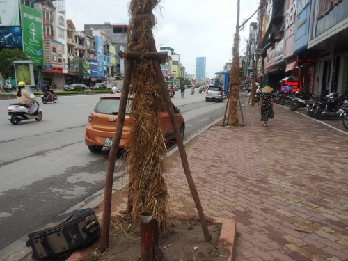 Kinh doanh - Hà Nội: Vì sao cây xanh trồng lại nhiều lần vẫn chết?