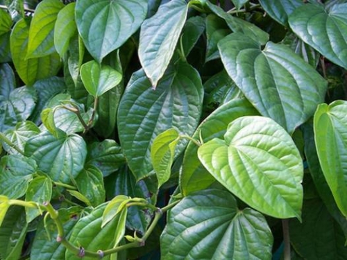 Đời sống - Lợi ích sức khỏe từ lá trầu không ít người biết đến