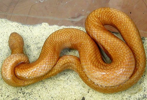 Công nghệ - Bắt được rắn lạ màu vàng