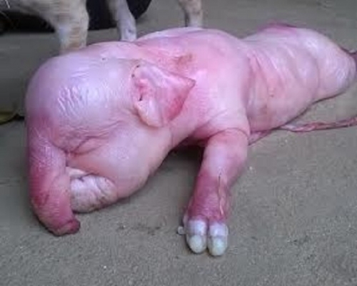 Công nghệ - Hé lộ sự thật heo đẻ con có... 'vòi voi' ở Quảng Ngãi
