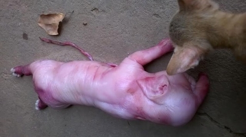 Công nghệ - Hé lộ sự thật heo đẻ con có... 'vòi voi' ở Quảng Ngãi (Hình 2).