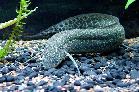Công nghệ - Kỳ lạ loài cá có 'giấc ngủ hè' kéo dài nhiều năm không cần ăn uống (Hình 3).