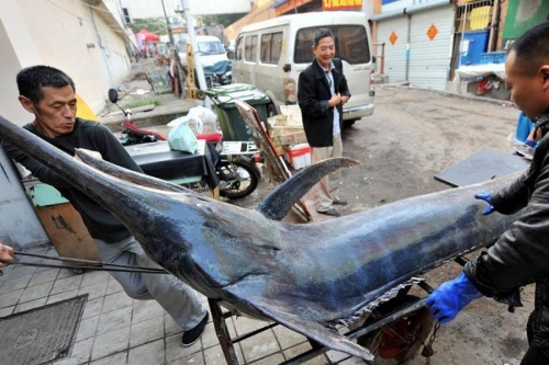 Công nghệ - Ngư dân Trung Quốc bắt được cá kiếm dài 4 mét, nặng hơn 300 kg
