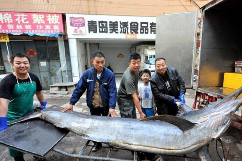 Công nghệ - Ngư dân Trung Quốc bắt được cá kiếm dài 4 mét, nặng hơn 300 kg (Hình 2).