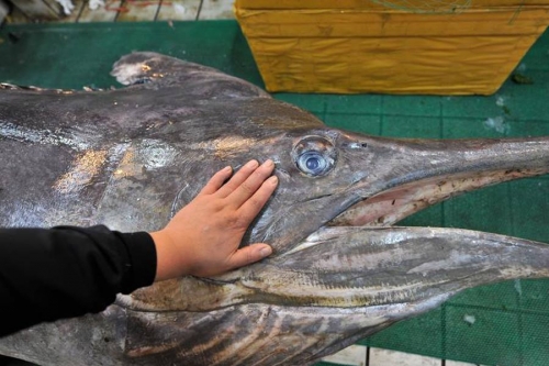 Công nghệ - Ngư dân Trung Quốc bắt được cá kiếm dài 4 mét, nặng hơn 300 kg (Hình 4).